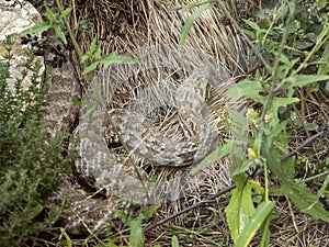 Cyclades blunt-nosed, Macrovipera schweizeri, is Europe`s largest poisonous snake