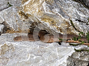 Cyclades blunt-nosed, Macrovipera schweizeri, is Europe`s largest poisonous snake