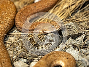 Cyclades blunt-nosed, Macrovipera schweizeri, lives on the Greek island of Milos, in red-gray color