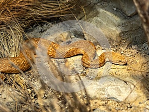 Cyclades blunt-nosed, Macrovipera schweizeri, lives on the Greek island of Milos, in red-gray color