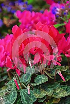 Cyclamen 02