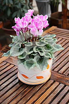 cyclamen photo