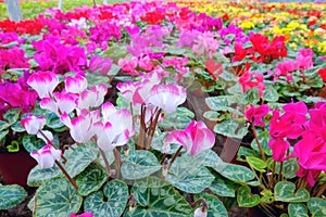 Cyclamen