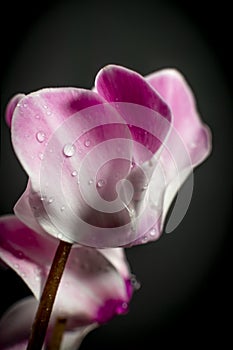 Cyclamen