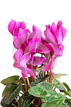 Cyclamen.