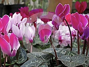 Cyclamen