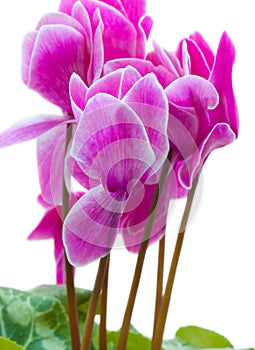 Cyclamen