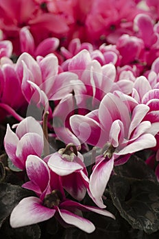 Cyclamen