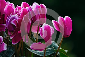 Cyclamen