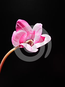 Cyclamen, or Alpine violet, is a genus of plants in the subfamily Myrsinoideae of the family Primulaceae. Pink cyclamen