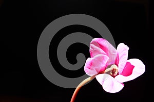 Cyclamen, or Alpine violet, is a genus of plants in the subfamily Myrsinoideae of the family Primulaceae. Pink cyclamen