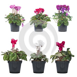 Cyclamen or alpine violets