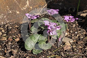 Cyclamen alpinum