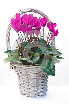 Cyclamen in a basket.