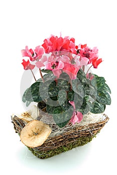 Cyclamen in a basket