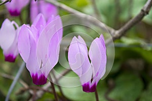 The cyclamen blooming in israel