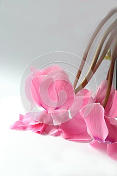 Cyclamen blossoms