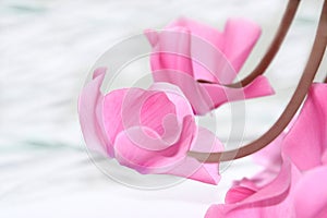 Cyclamen blossoms photo