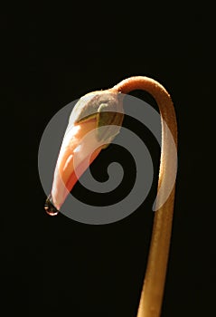 Cyclamen bud with hanging drop