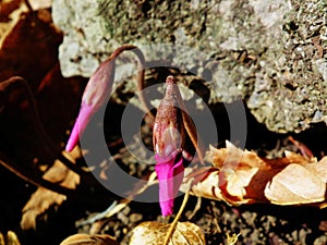 Cyclamen coum flower bud in forest