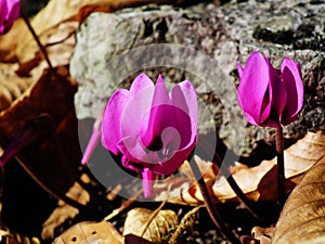 Cyclamen coum flower natural in forest