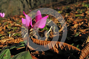 Cyclamen coum flower natural in forest