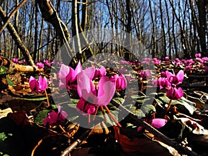 Cyclamen coum flowers natural on forest floor