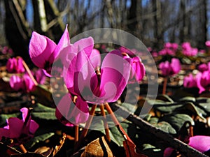 Cyclamen coum flowers natural on forest floor