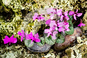 Cyclamen coum (Primulaceae)