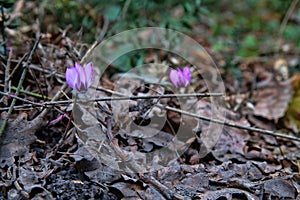 (Cyclamen coum subsp. caucasicum [syn. Cyclamen vernum