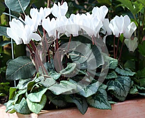 Cyclamen - Cyclamen persicum photo