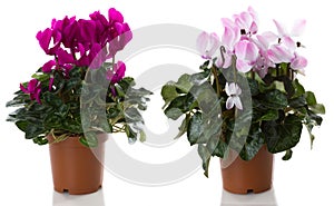 Cyclamen flower