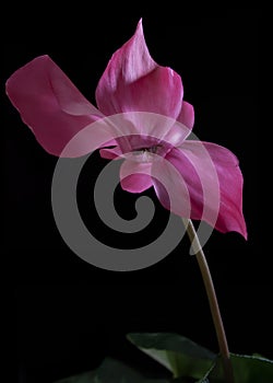 Beautiful Pink cyclamen flower photo