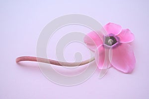 Cyclamen flower from below on pink purple background with blurred tender focus. One flower with five petals, Stem