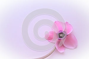 Cyclamen flower from below on pink purple background with blurred tender focus. One flower with five petals, Stem