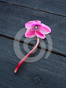 Cyclamen flower on black shabby wooden background. One flower with five petals, Stem without leaves. Copy space