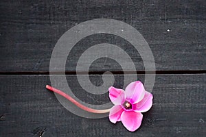 Cyclamen flower on black shabby wooden background. One flower with five petals, Stem without leaves. Copy space