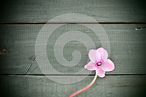 Cyclamen flower on black shabby wooden background Pink flower with five petals, Stem without leaves. Copy space