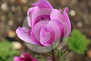 Cyclamen flower close up