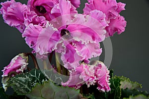 Cyclamen Flower Closeup Purple with White Edges