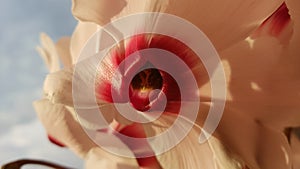 Cyclamen flower covered with sun rays in front of blue cloudy sky