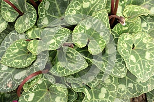 Cyclamen flower in the garden for nature background.