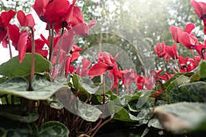 Cyclamen flower in the garden for nature background.