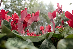 Cyclamen flower in the garden for nature background.