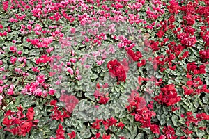 Cyclamen flower in the garden for nature background.