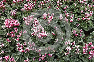 Cyclamen flower in the garden for nature background.