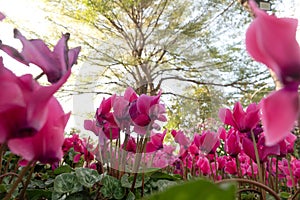 Cyclamen flower in the garden for nature background.