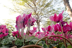 Cyclamen flower in the garden for nature background.