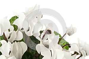 Cyclamen flower isolated on white