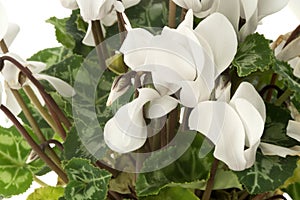 Cyclamen flower isolated on white